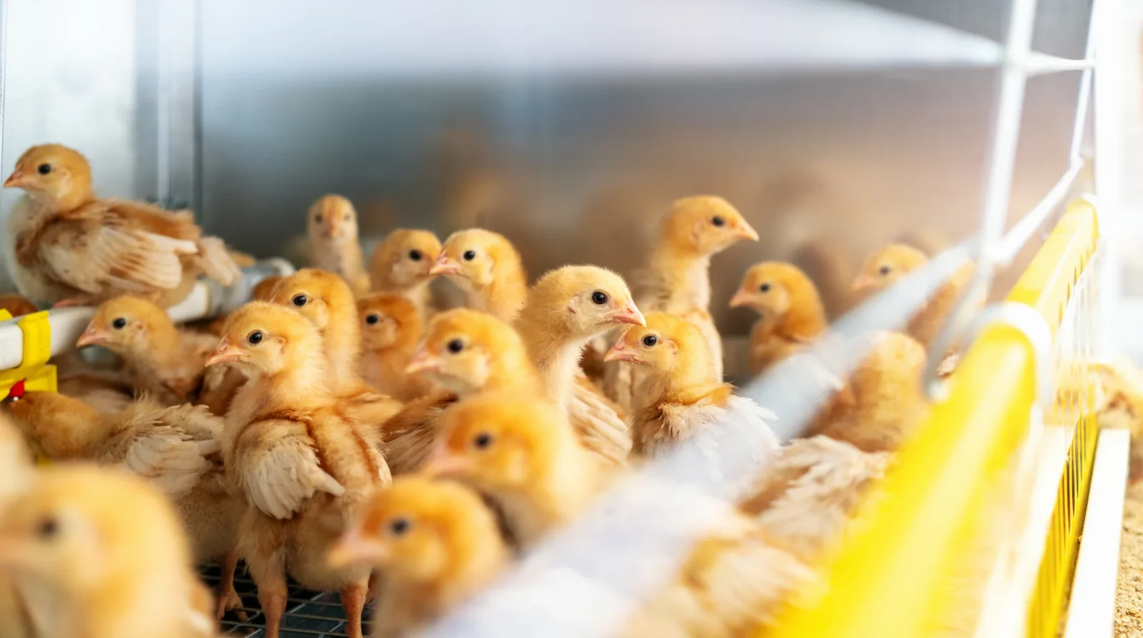 More than 2 million pullets annually