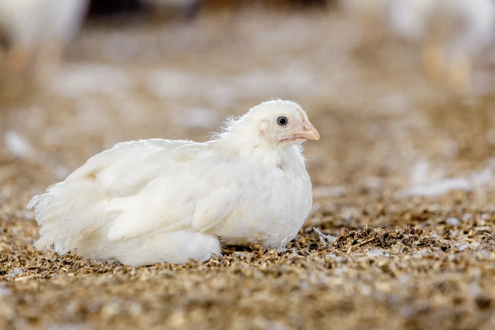 DEKALB White parent bird