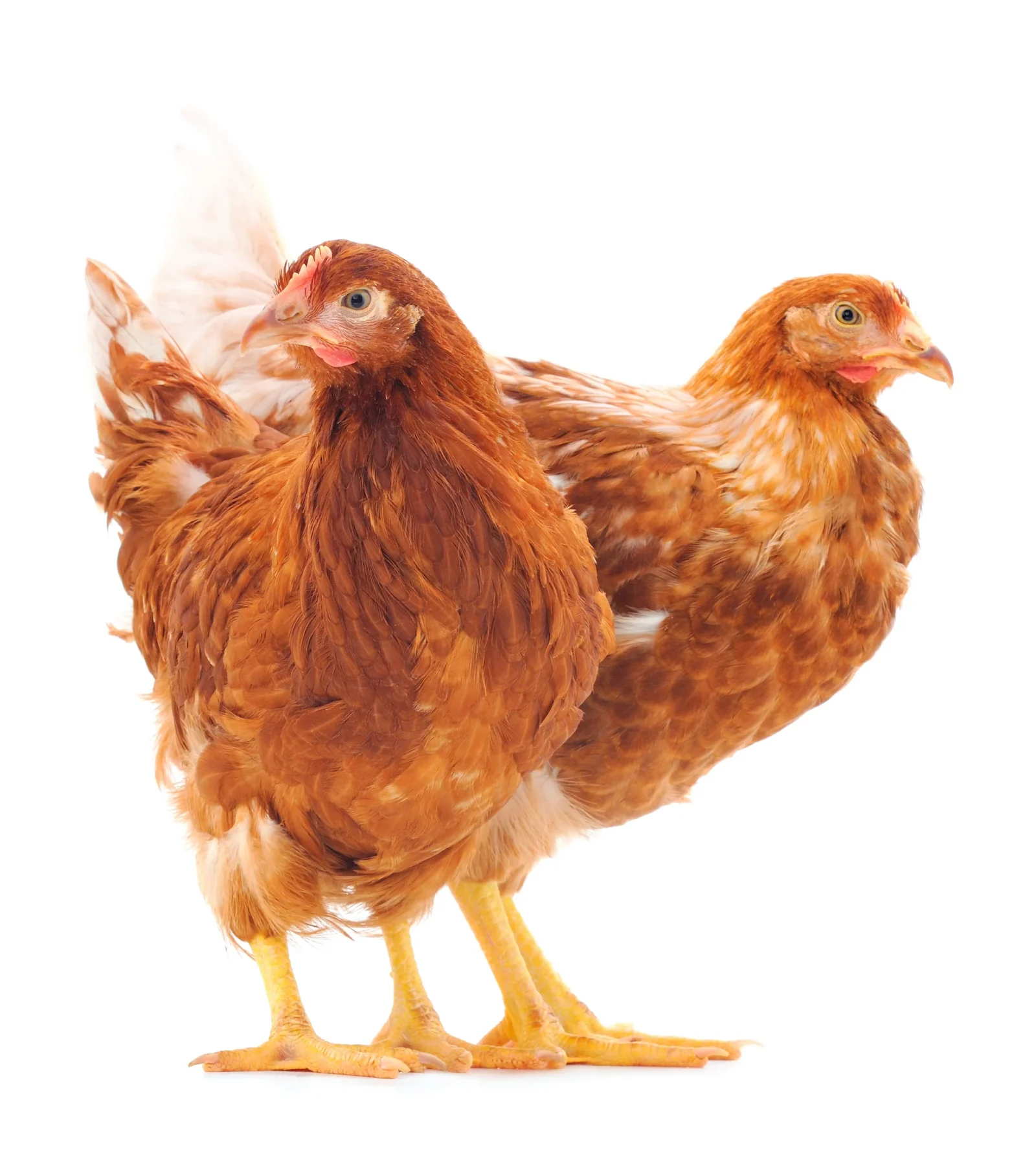 ISA Brown commercial laying hens