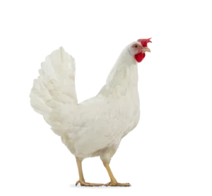 DEKALB White